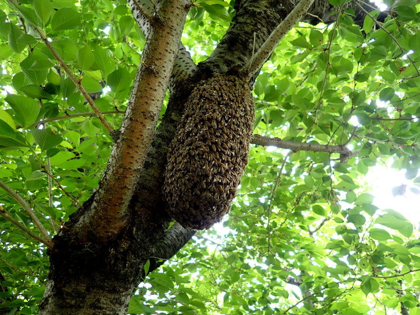 日本ミツバチ 第二分蜂群 - 長野県のその他